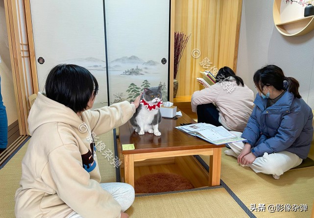 Field visit to Changsha cat coffee, popular 