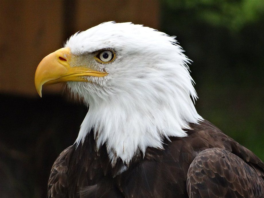 鸟类图片大全带鸟名称(美国国鸟是鹰) - 赤虎壹号