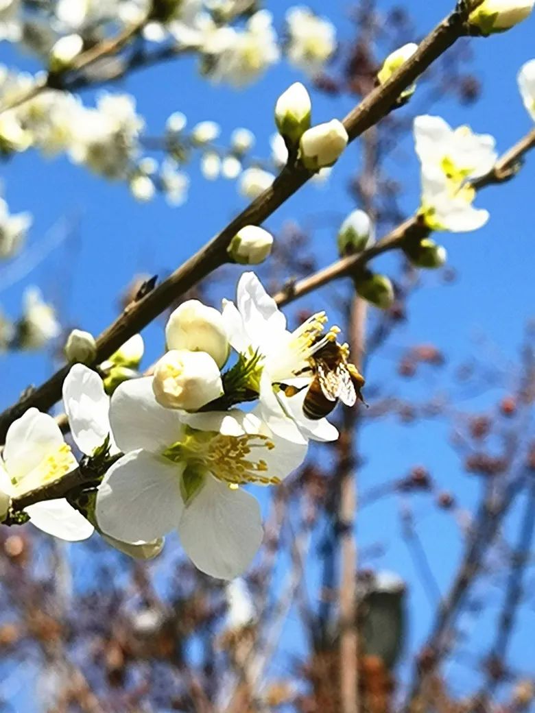 特色画刊 | 春风有信，花开有期，可克达拉的第一波花潮来袭