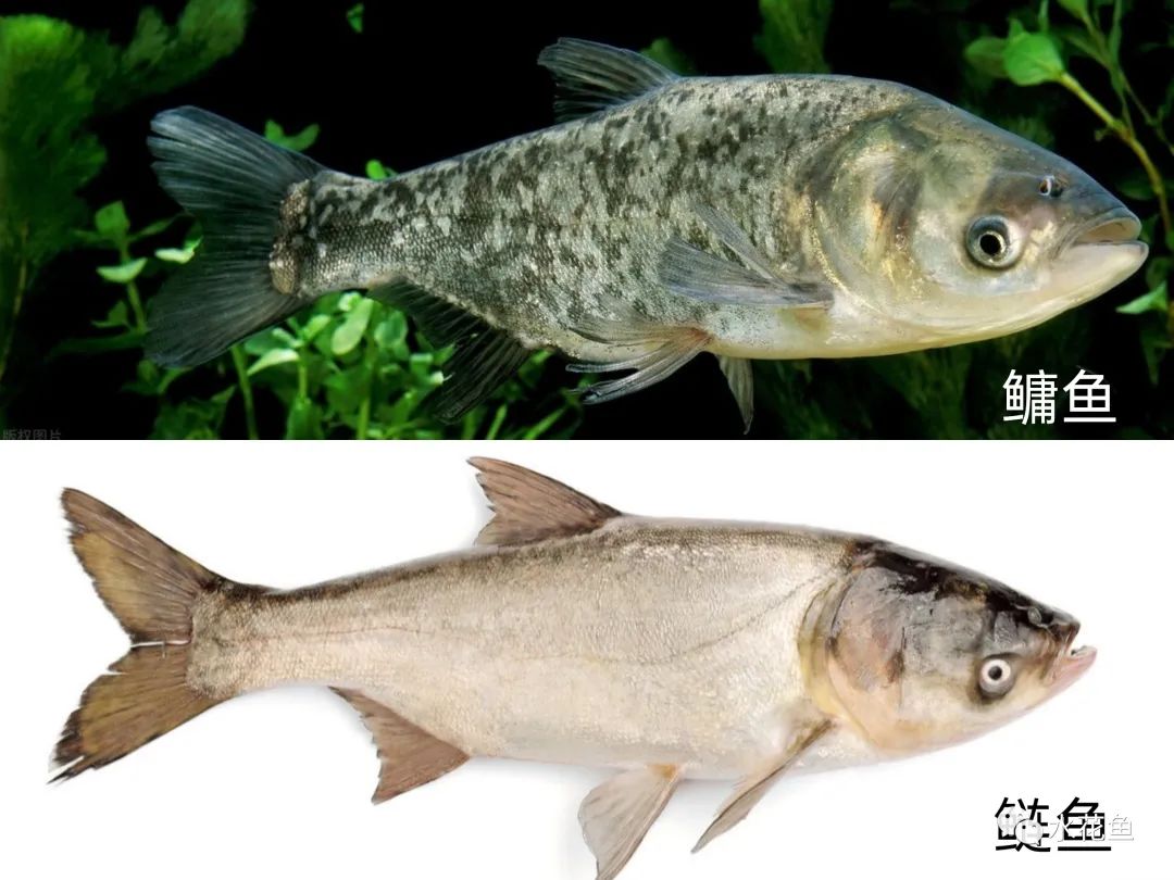 养殖水体的清洁工 清道夫:理解和认识花白鲢与鲢鳙鱼