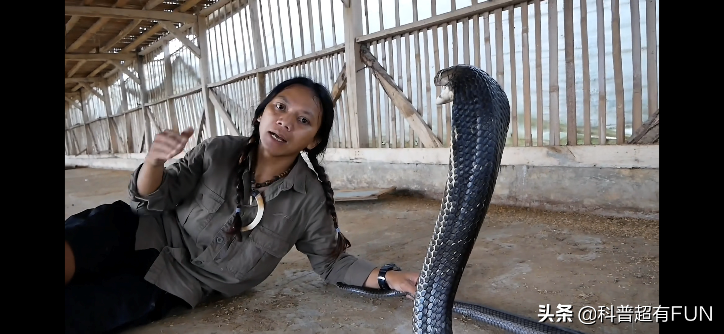 蛇女从口中吞人的图片(农场惊现巨型眼镜王蛇) - 赤虎壹号