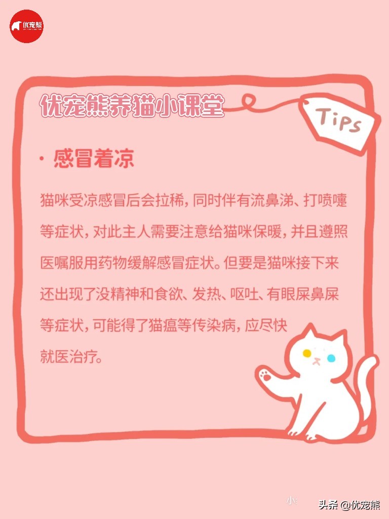 猫盒科普｜猫咪腹泻怎么办