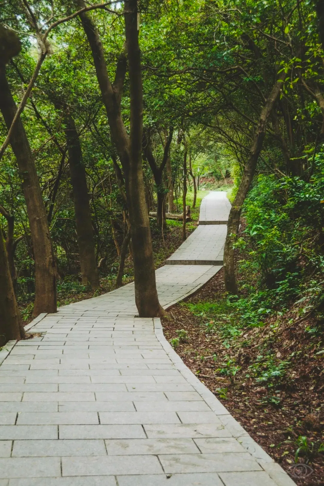 深圳值得征服的15座山,你爬过几座呢?