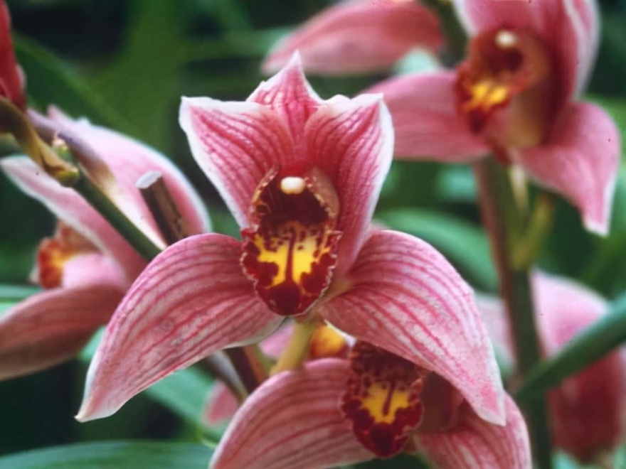 29个兰花品种，名称与图片都在这里了，你还傻傻分不清吗？