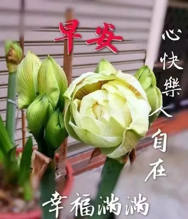 微信最美早晨好祝福语图片推荐 早安幸福满满 心快乐人自在图片