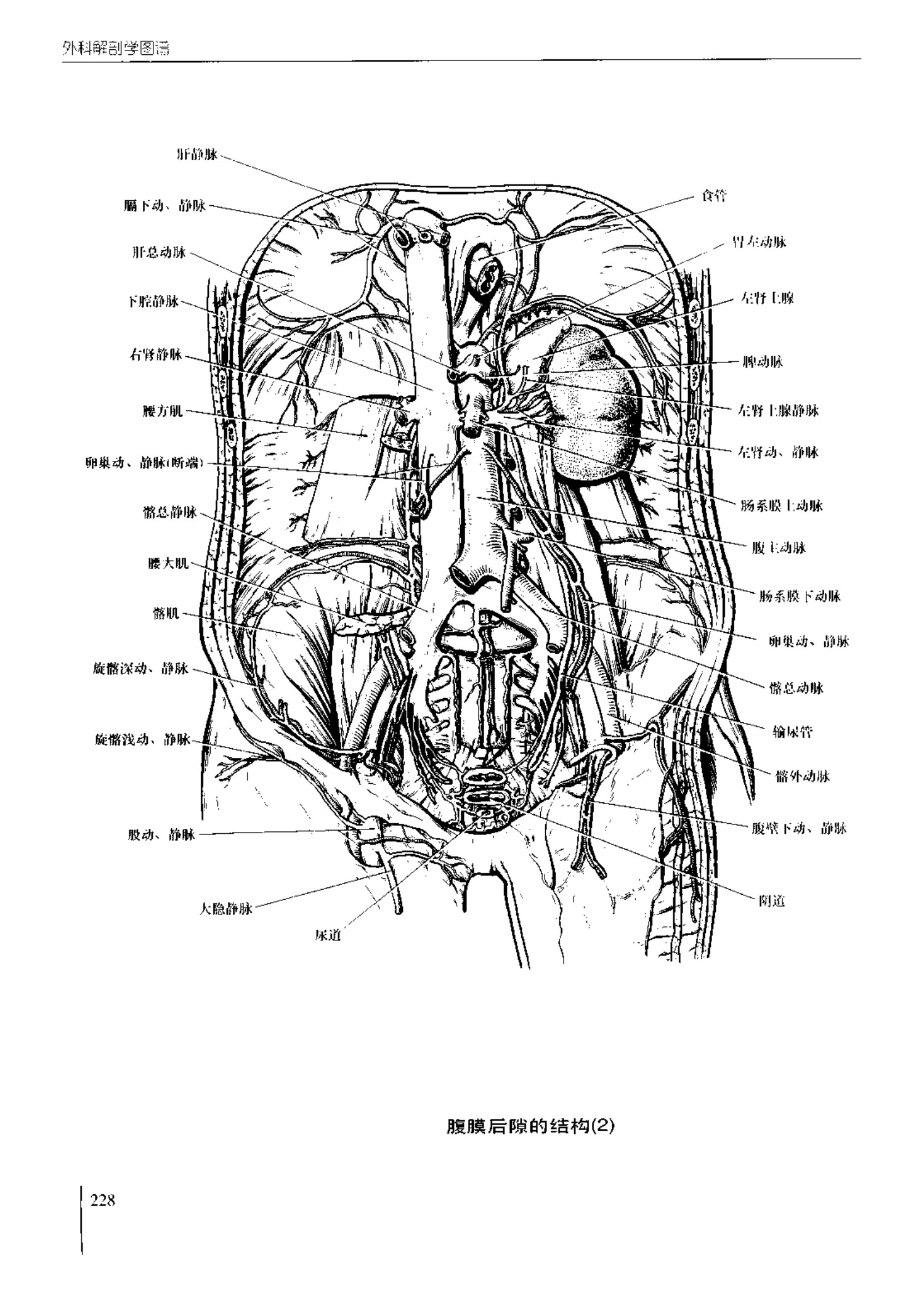人体内脏位置图(图示集‖外科解剖学图谱(8-5)盆部)