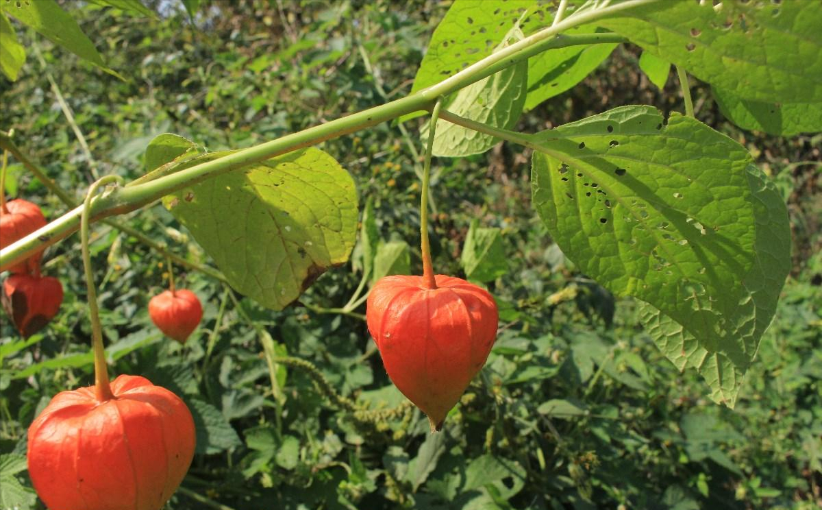 从姑娘果的价值来说,它还是物有所值,毕竟含有丰富的营养成分.