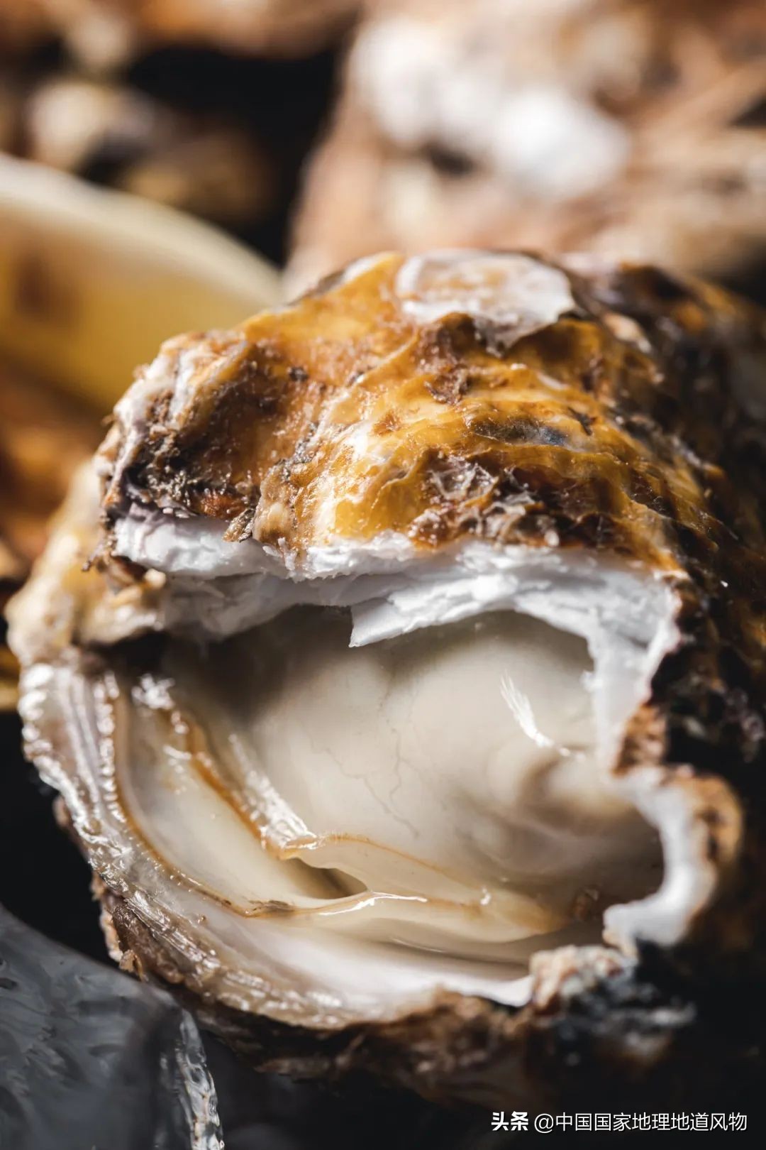 中国第一海鲜大省的这座城，让国人实现顶级生蚝自由