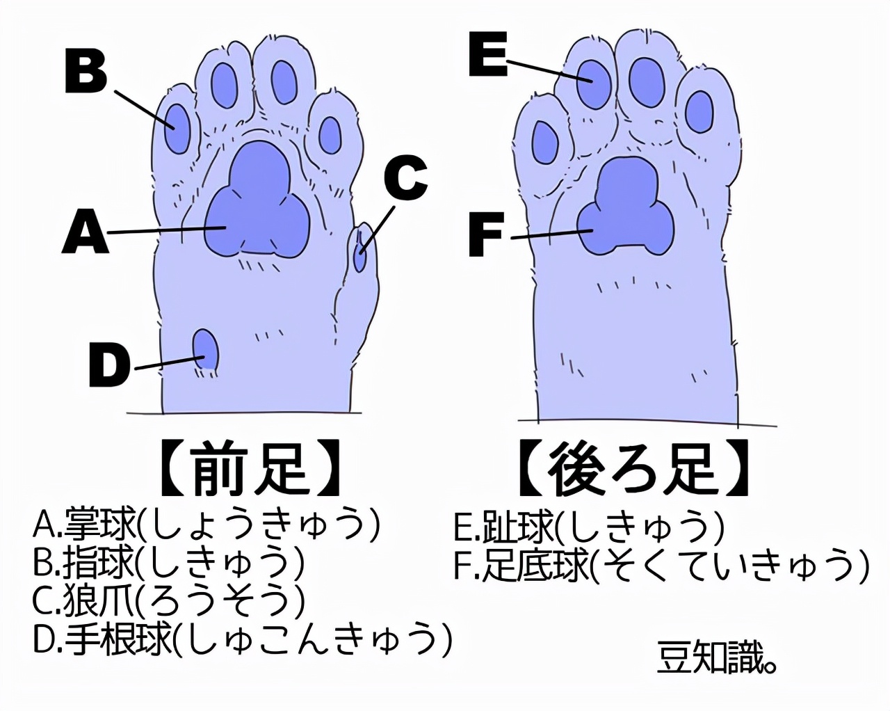 可爱小花猫怎么画？10分钟零基础上手教会画猫咪