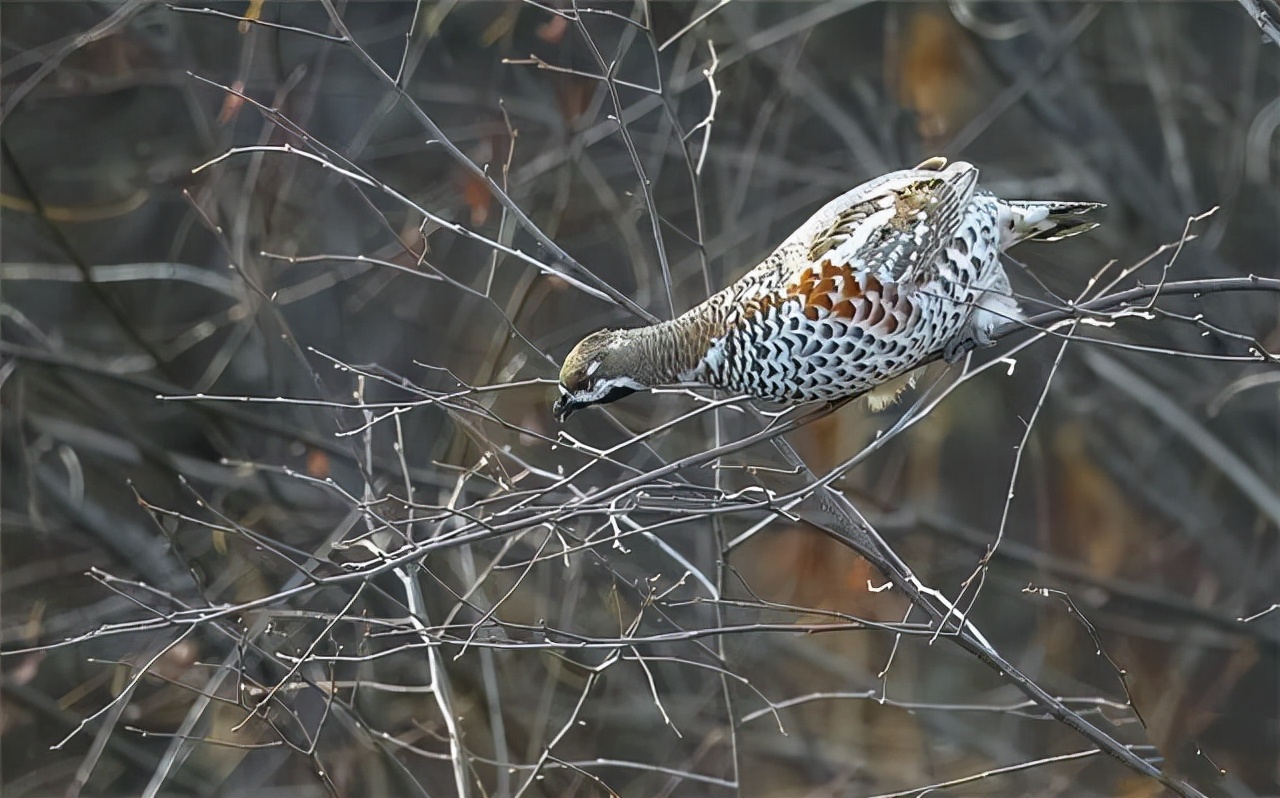 是会受到国家的处罚的,因此人们想要吃到野生的飞龙鸟已经是不可能的
