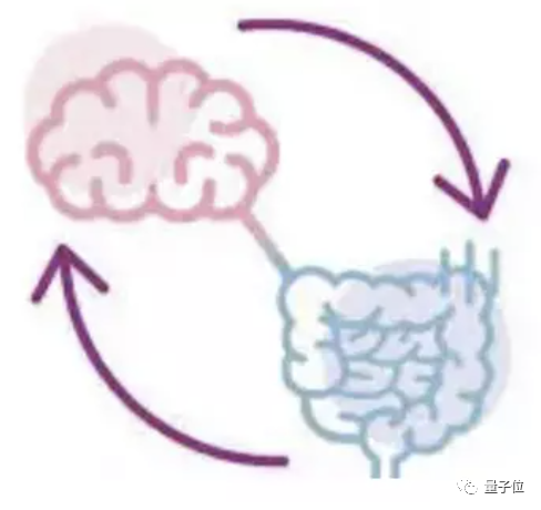 大脑能直接和肠道菌群对话，这种机制受损容易吃个不停｜Science