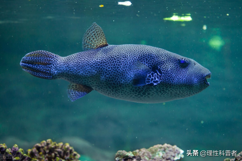 河豚是淡水魚還是咸水魚，體型可愛，習(xí)性古怪，其毒素有劇毒