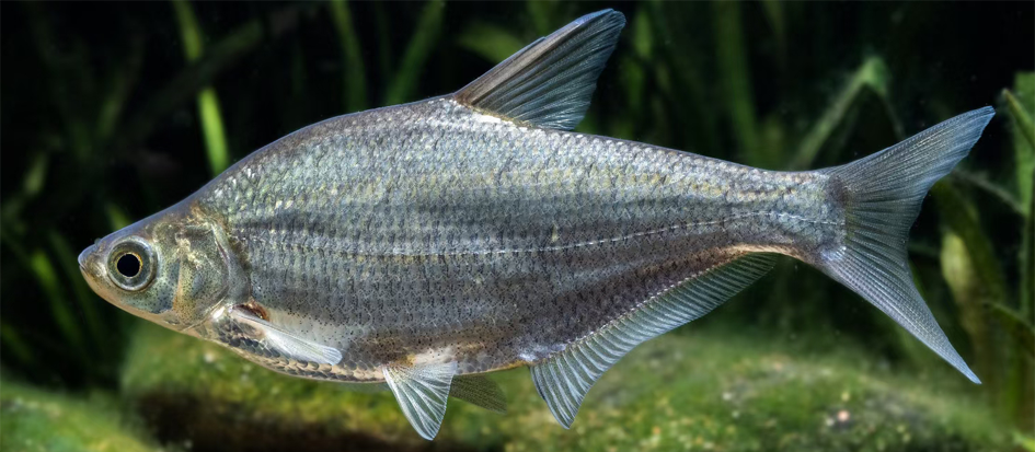 图鉴我国增殖放流允许的主要淡水鱼类广布种21种