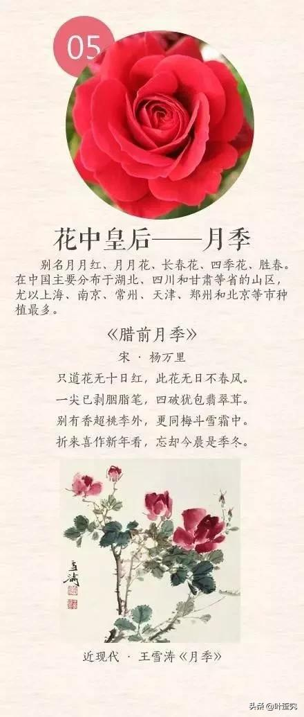 中国十大名花,您都知道吗?
