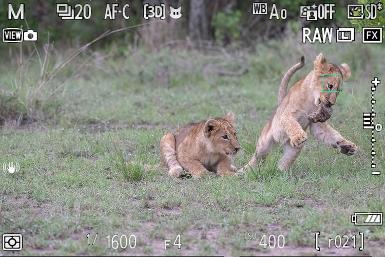 “单反终结者”—尼康Z9 非洲实战测评（二）划时代的对焦能力测评