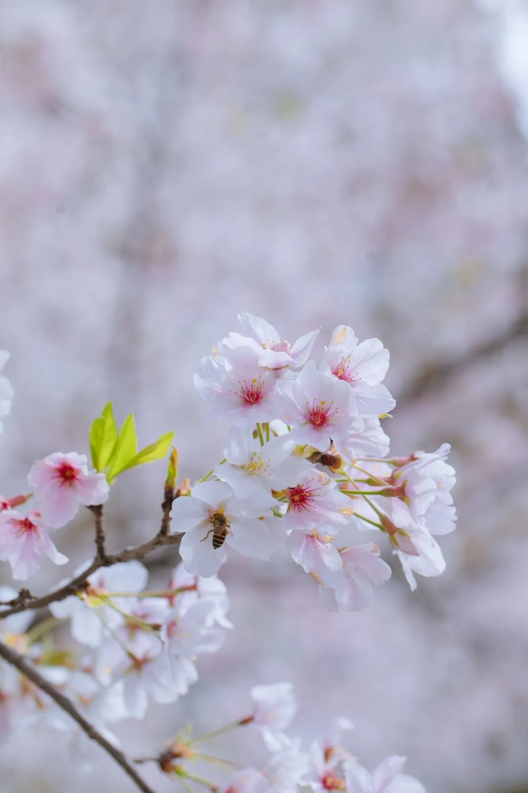 浙大樱雨，许你浪漫春光！每一张都可以做壁纸
