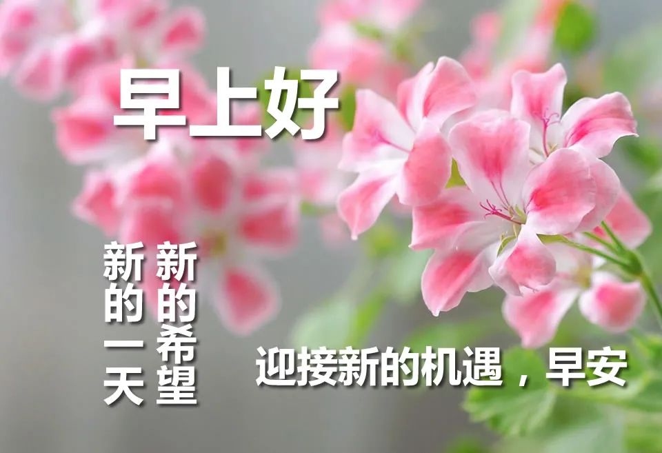 微信早上好图片大全 早上好鲜花图片 过好充实的今天就有美好的明天图片