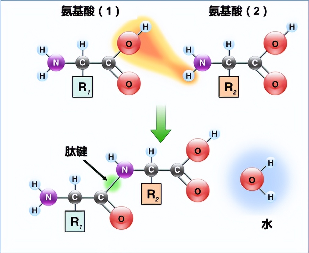 生化反应的"魔法师"——酶
