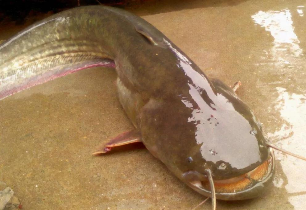 淡水鱼大全淡水鱼大推荐全有哪些