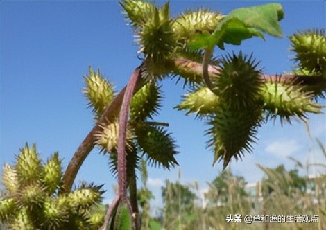 大家对苍耳这种植物可能没有什么印象,但是对于其种子,很多人应该有