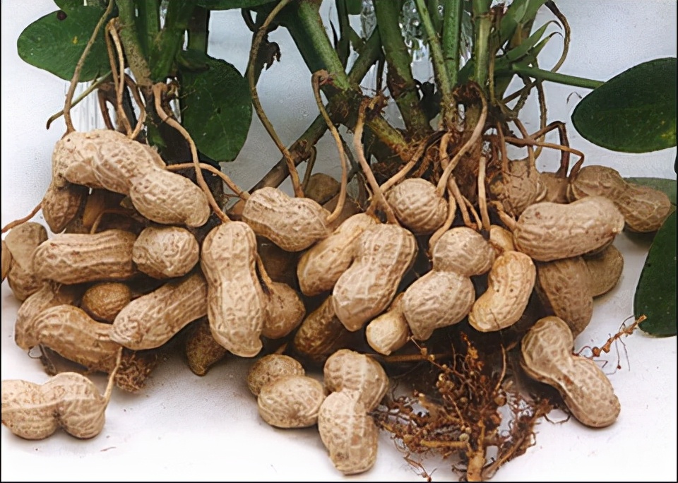 �ӱ����������������������ֹ����ֱ��׳������˵��Ƭ������