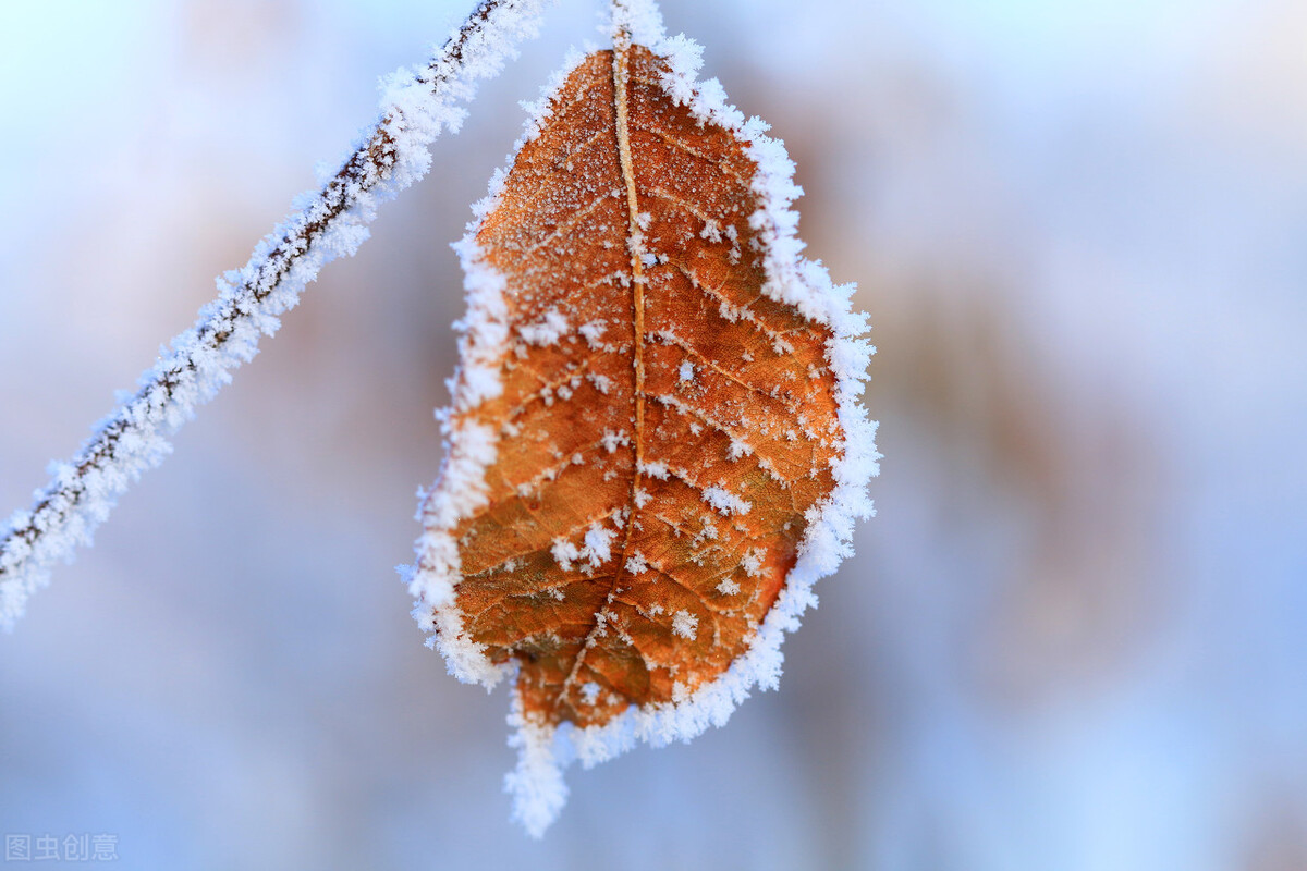 雪落人间，是一场梦的翩跹，风吹乱，洁白的诗行