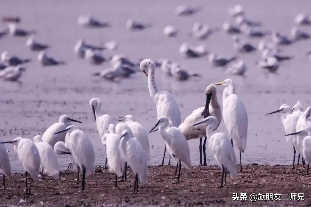 广州南沙湿地公园1天游，打卡十九涌渔家小镇