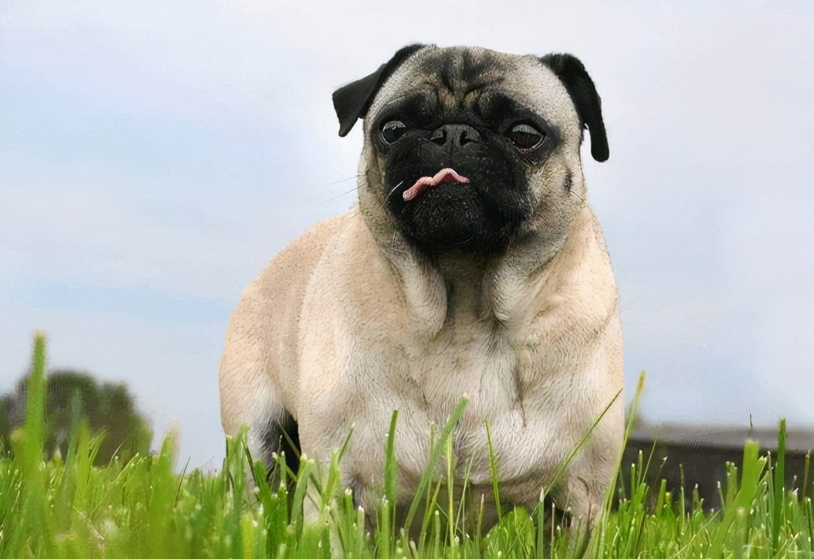 养巴哥犬养到老,要不你就别养