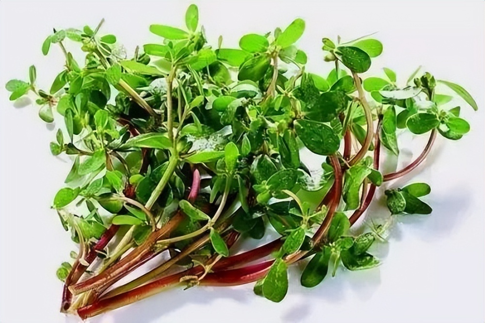 蒲公英、前草、腥草等野菜味道清新可口，吃有特的用值