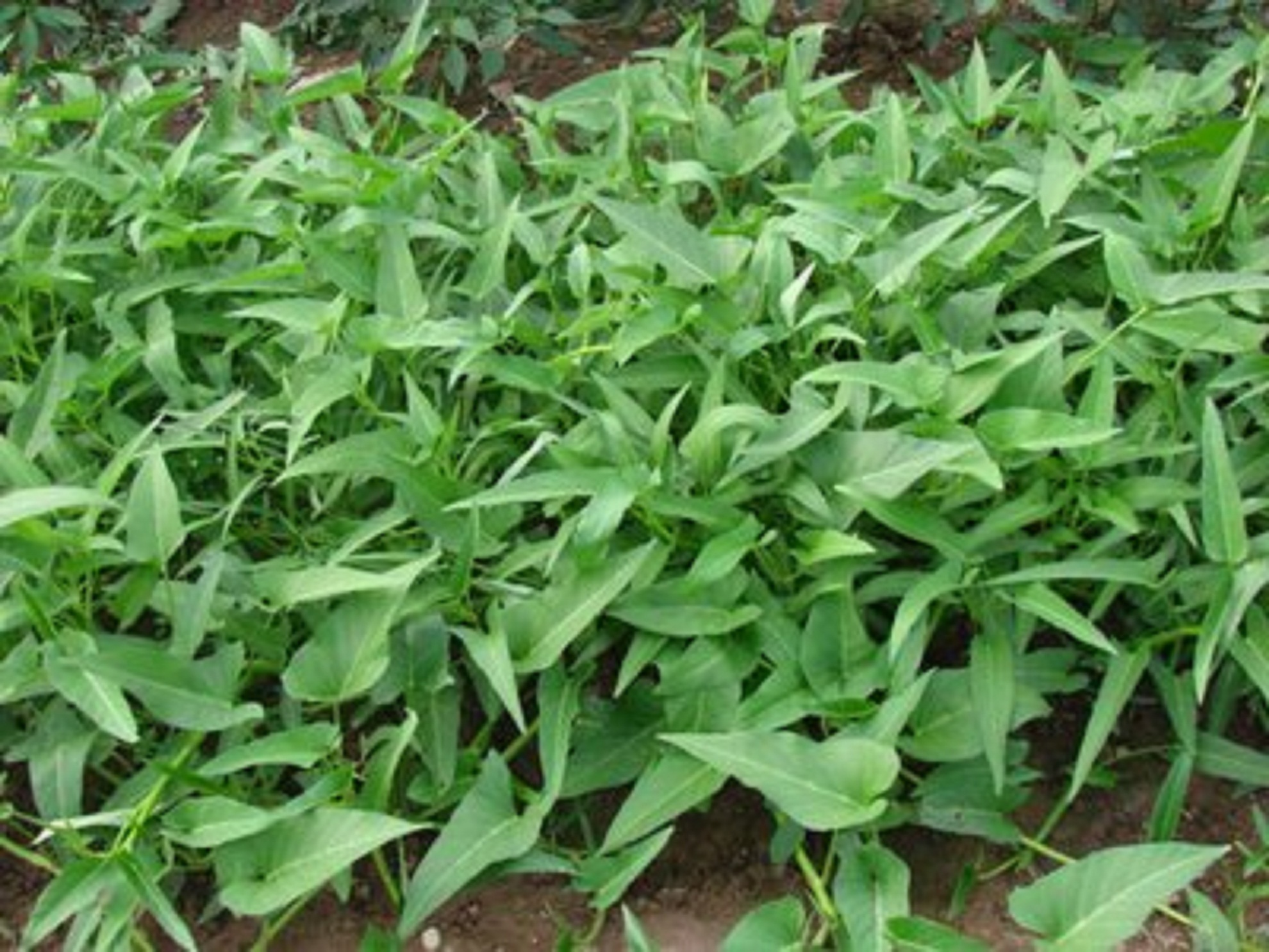 长在水里的野菜 吃起来脆嫩爽口 七天摘一次 整个夏天不愁菜 天天看点