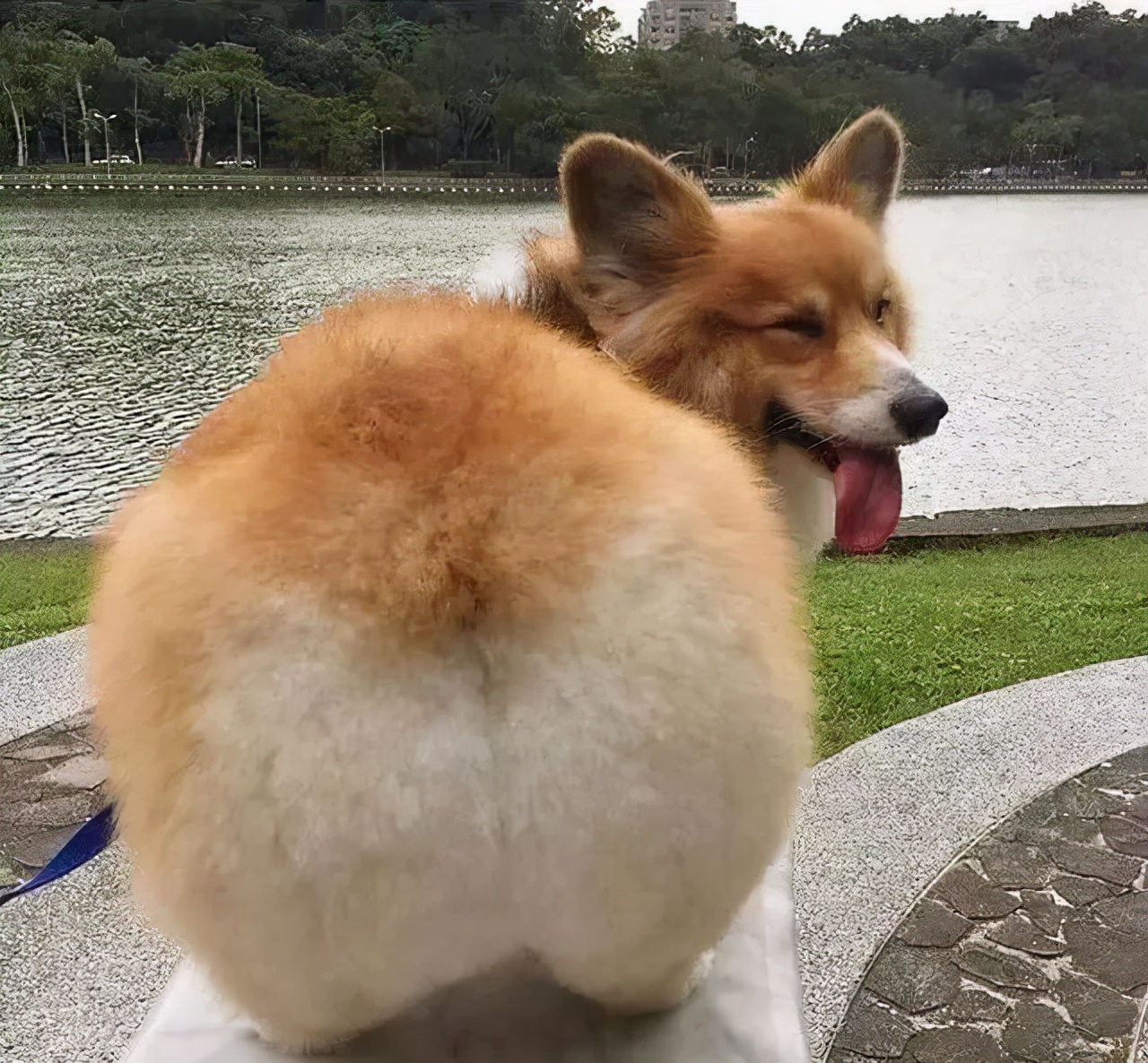 柯基犬把你当亲人,这几样东西,随便你碰