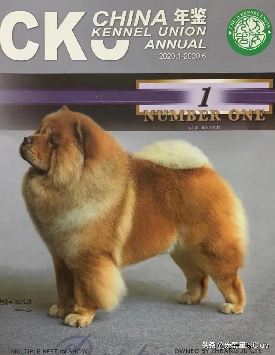百科 | 松狮犬,长相酷似大号玩具熊的皇家猎犬