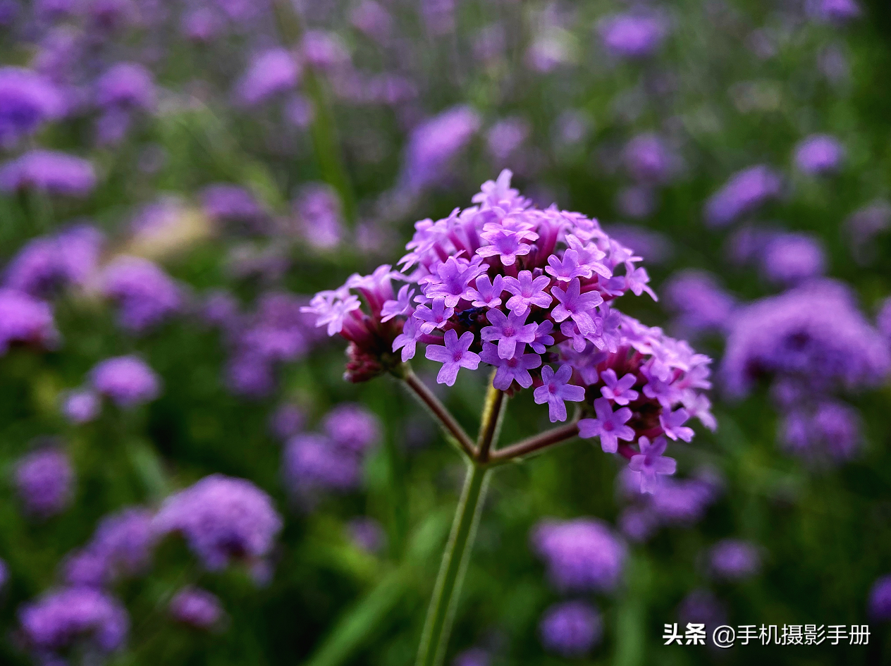 春天花会开,手机怎么拍?7大要领让你的照片更脱俗