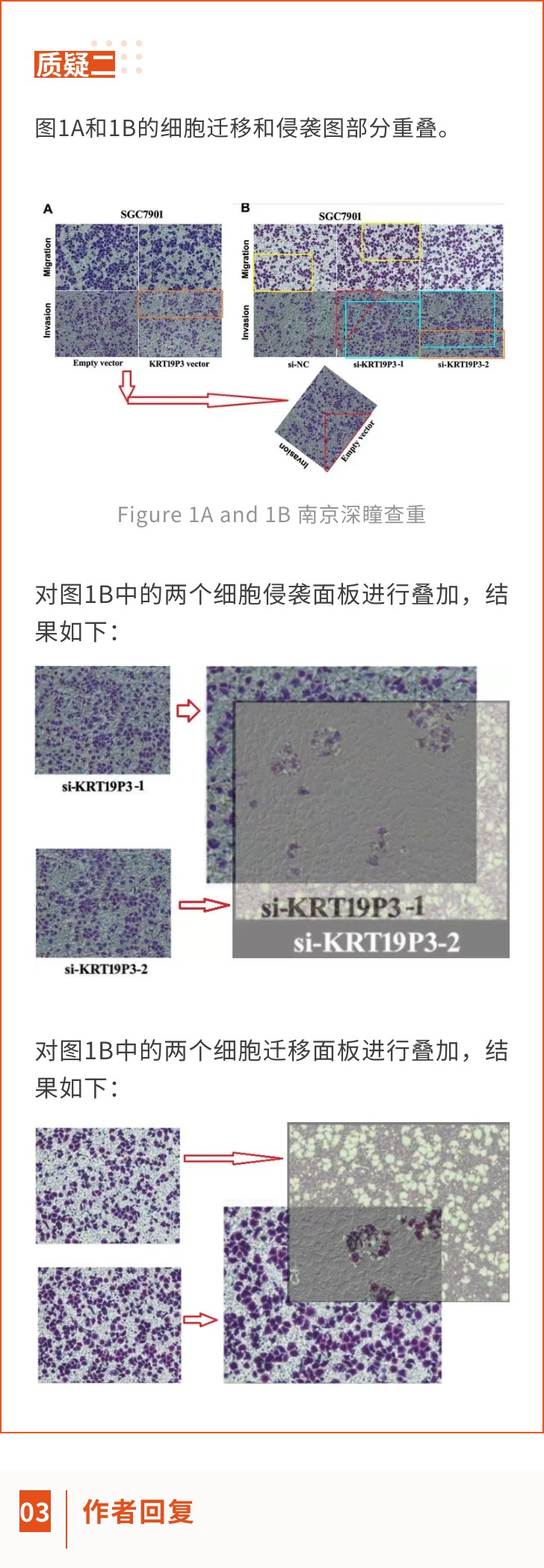 因细胞迁移和侵袭图部分重叠，山东大学发表的高分sci论文被质疑