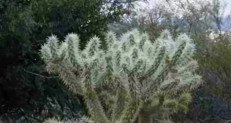 沙漠中最顽强的十大植物