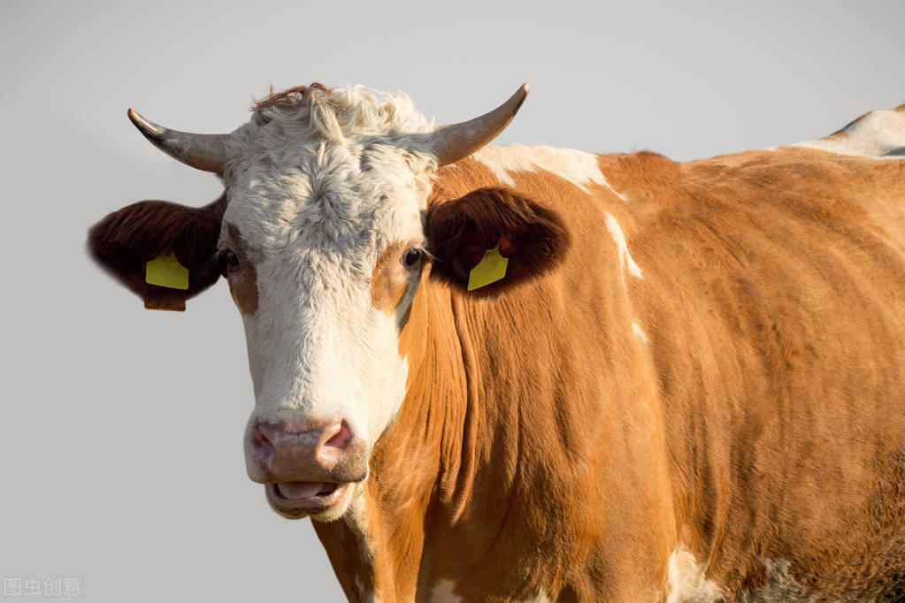 牛价丨黄牛肉用牛价格怎么样了?附全国肉牛价格行情