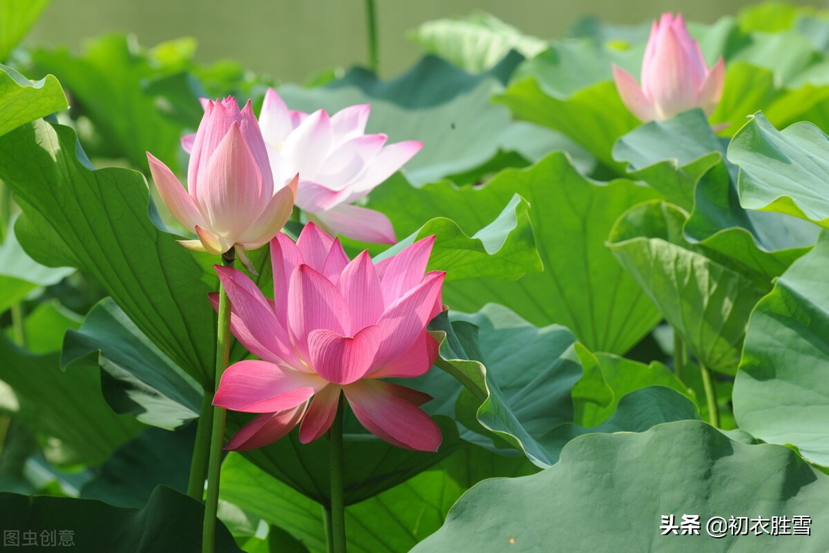 山有扶苏，隰有荷华，古诗四首谈谈荷花的原产地，以及佛教莲花