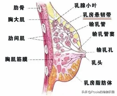 孕期产后胸下垂被老公嫌弃？还能逆袭吗？坚持4步练重塑坚挺美胸