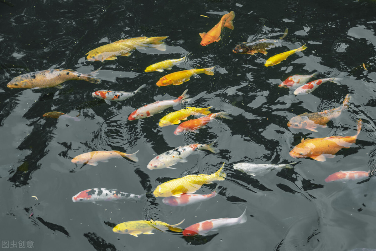 败血症鱼塘里的鱼一直在死用了很多药都没有效果究竟是怎么回事