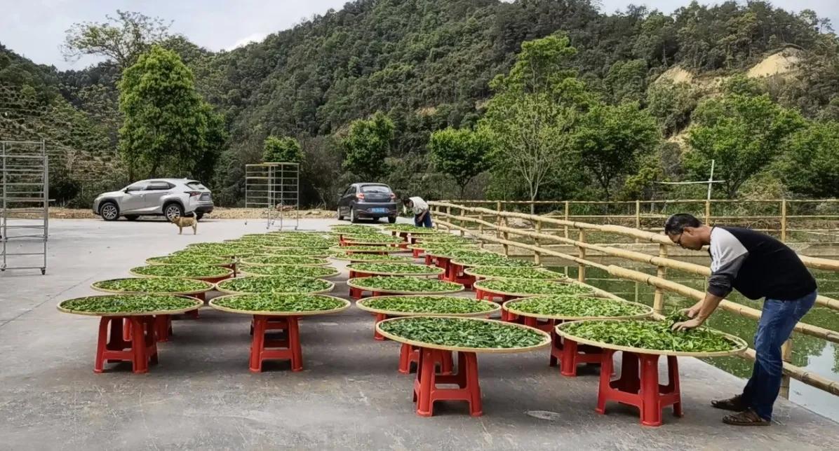 申工农法：向世上奉献 名副其实的绿色生态高品质茶