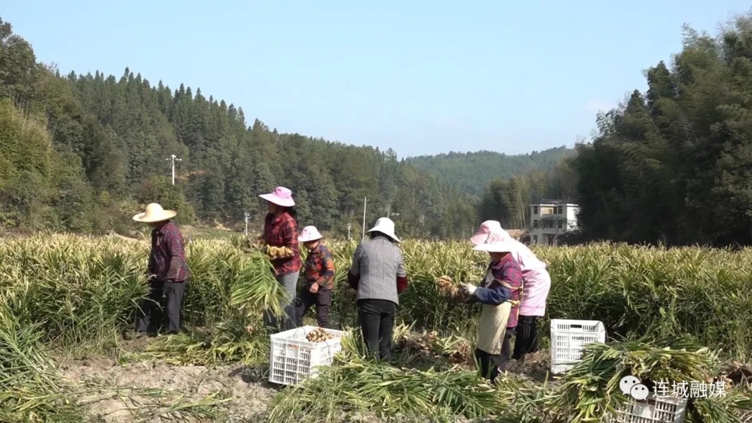 「全面推進(jìn)鄉(xiāng)村振興」連城大洋地村：發(fā)展特色種植 做活林下經(jīng)濟(jì)