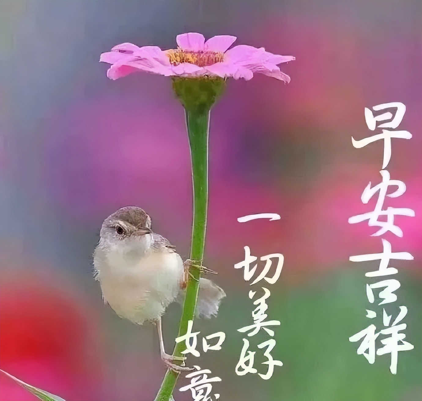 秋日渐冷，美好祝福，愿平安健康每一天，早安喜乐，一切美好如意图片