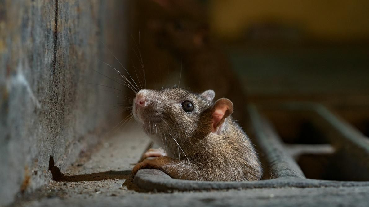 印度老鼠:作为神鼠,没有任何人类敢惹我,还得好吃好喝供着