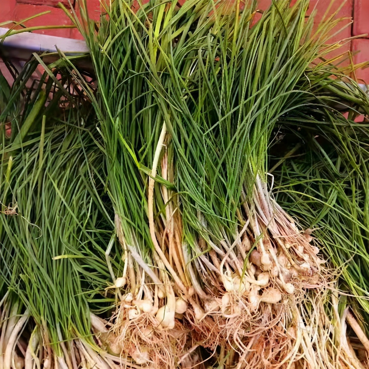 小根蒜的功效与作用,小根蒜什么人不能吃