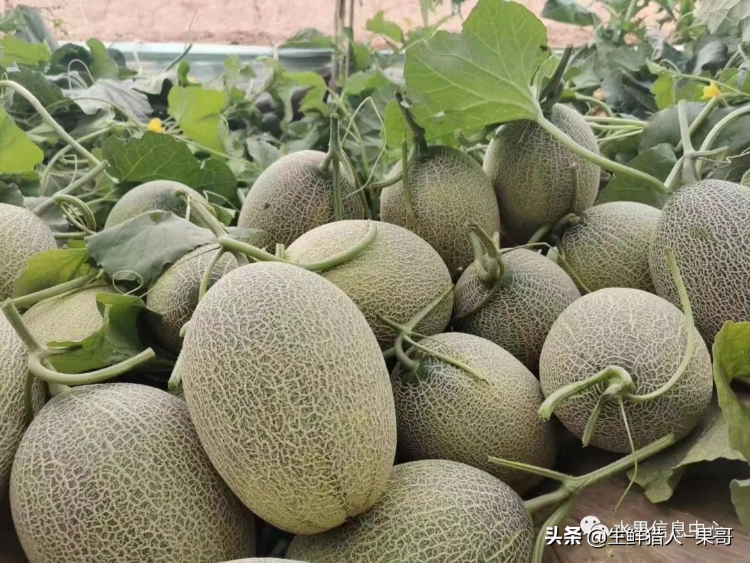 哈密瓜、蜜瓜、网纹瓜、香瓜、羊角蜜傻傻分不清？看完就明白了