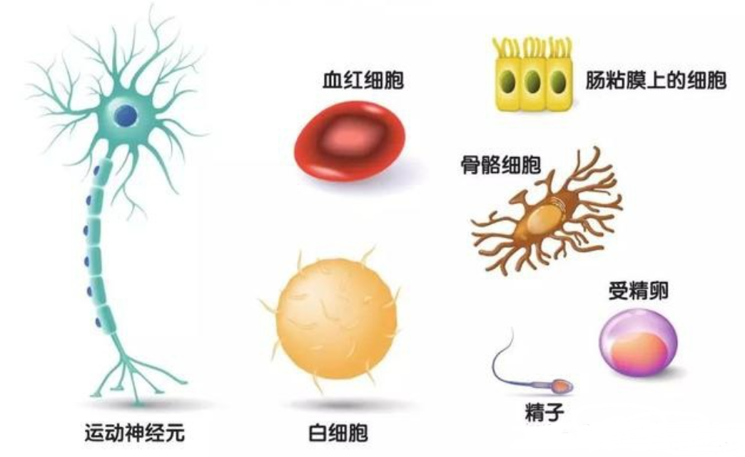 徒手掰开“原子弹”的人，成为“活死人”，DNA断裂肌肉溶解