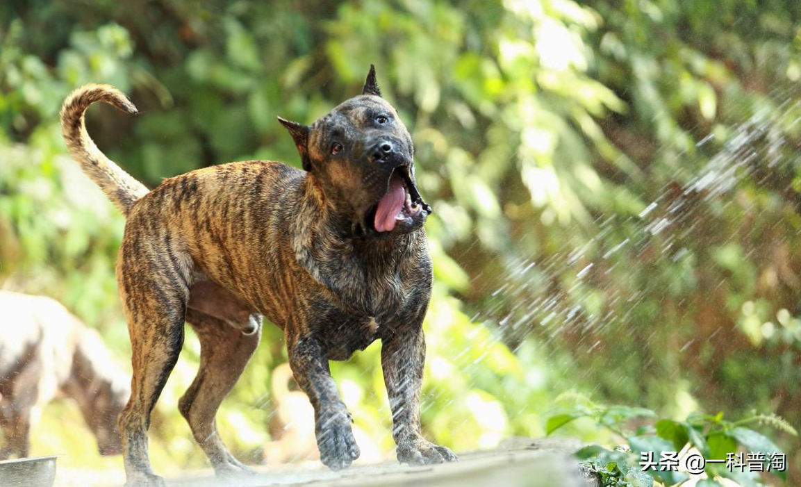 日本土佐犬(世界上最凶猛的十大恶犬，日本土佐上榜，藏獒只能屈居第二)