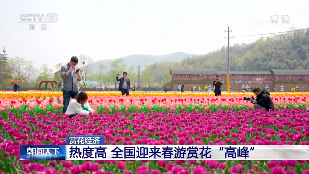 央視新聞再次聚焦西九華山景區(qū)花千谷成為全國賞花經(jīng)濟(jì)的一抹亮色