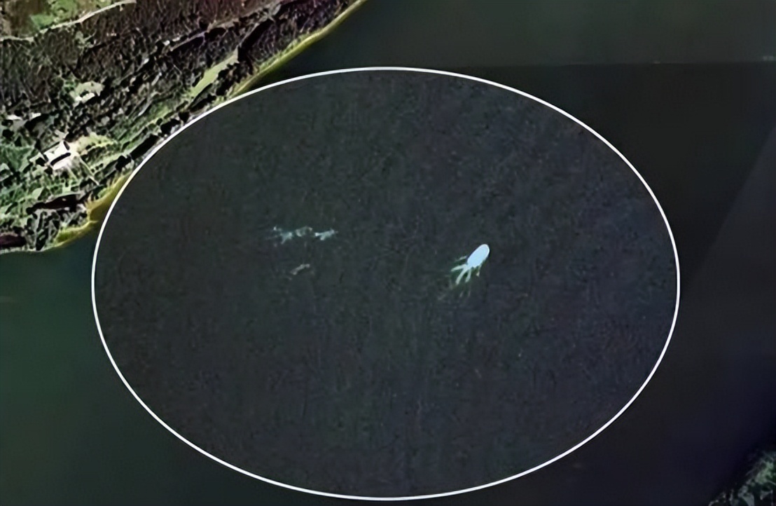 新疆喀纳斯湖拍到不明水生物，长达10米，这次拍得很清晰