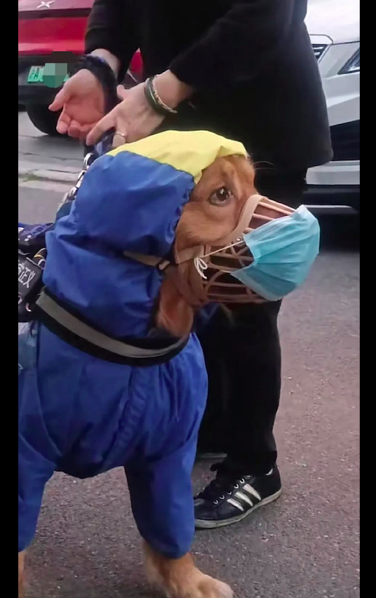 阿姨带狗出来散步，给它穿防护服还戴上口罩，包裹得严严实实的